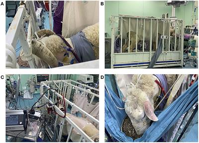 An Ovine Model of Awake Veno-Arterial Extracorporeal Membrane Oxygenation